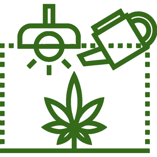 Cannabis Cultivation Yield Optimization